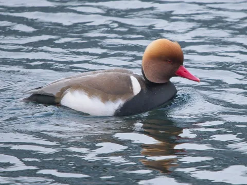 Red-crested Pochard
