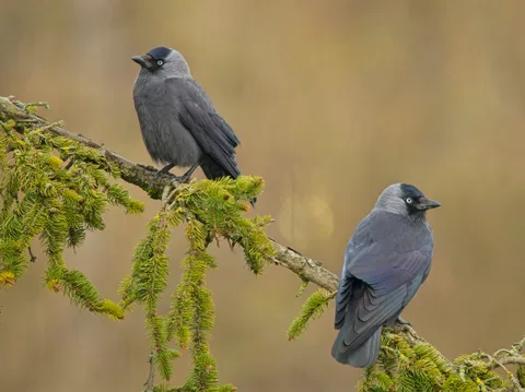 Eurasian Jackdaws
