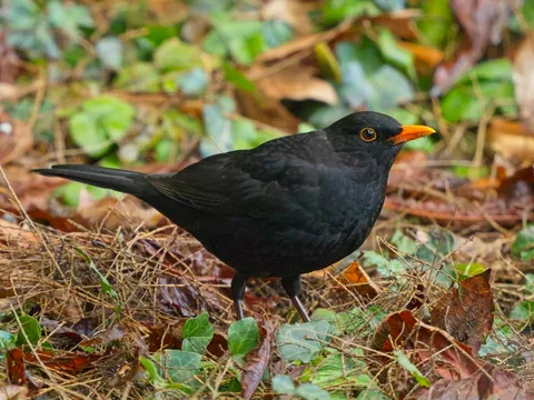 Eurasian Blackbird