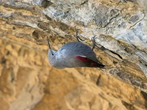 Wallcreeper