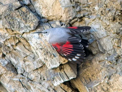 Wallcreeper