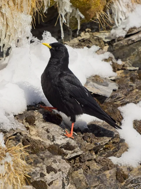 Yellow-billed Chough