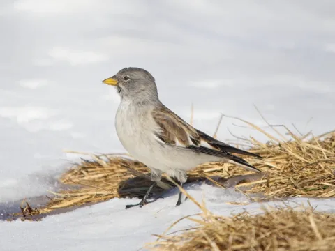 White-winged Snowfinch