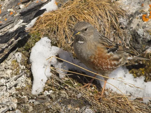 Alpine Accentor