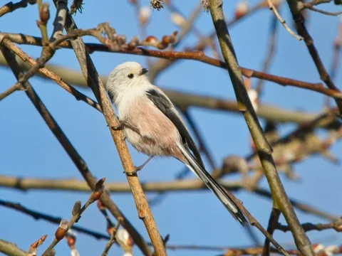 Long-tailed Tit