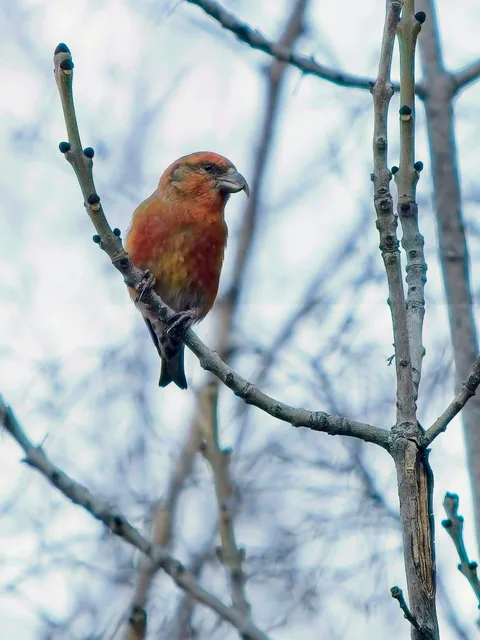 Red Crossbill