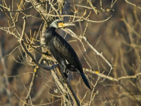 Great Cormorant