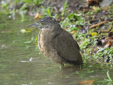 Malayan Night-Heron