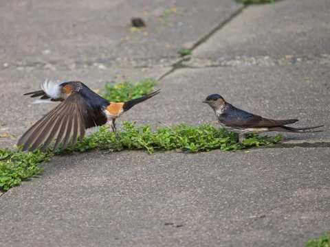 Eastern Red-rumped Swallow (Striated Swallow)