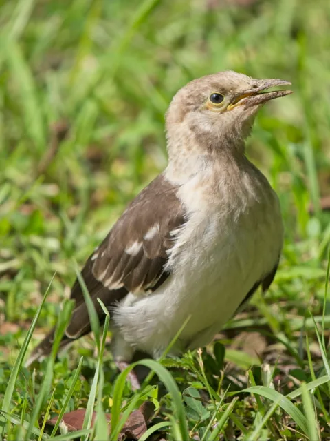 Black-collared Starling