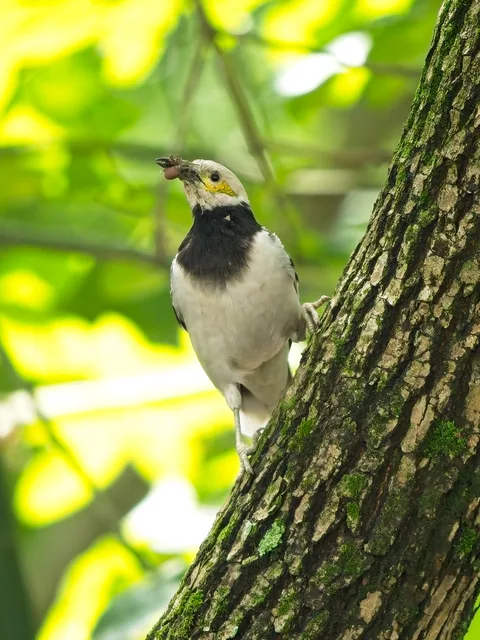 Black-collared Starling
