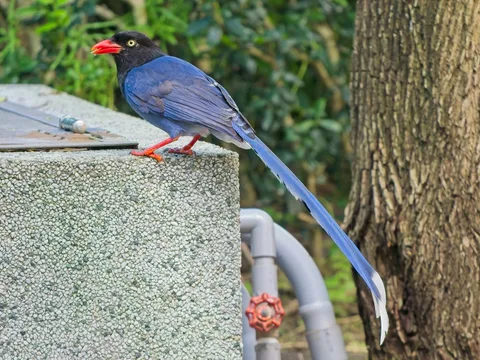 Taiwan Blue Magpie