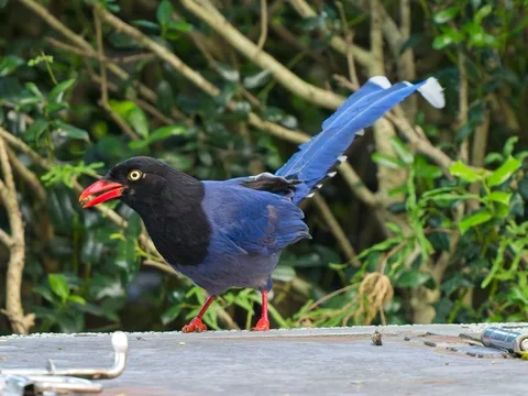 Taiwan Blue Magpie