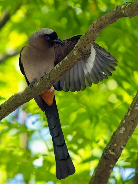 Gray Treepie