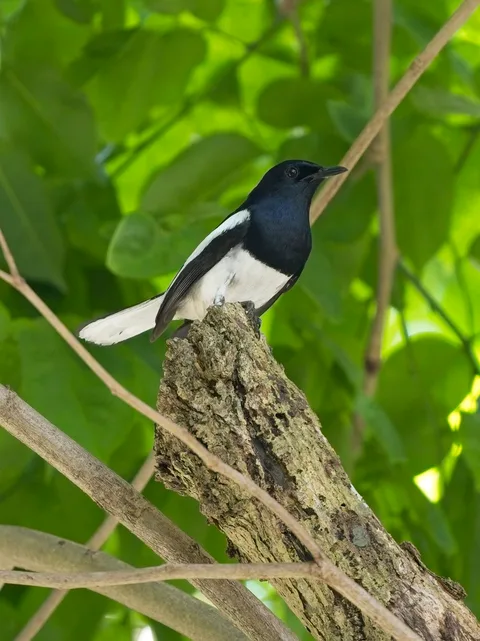 Oriental Magpie-Robin