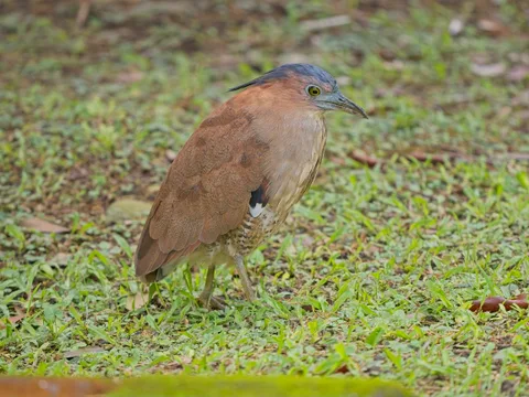 Malayan Night-Heron