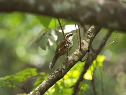 Taiwan Scimitar-Babbler