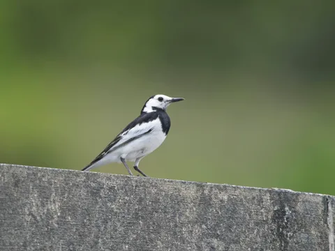 White Wagtail