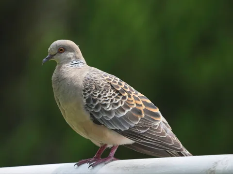 Oriental Turtle Dove
