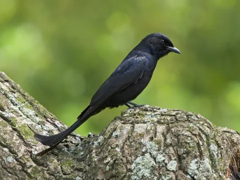 Black Drongo