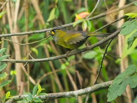 Taiwan Liocichla
