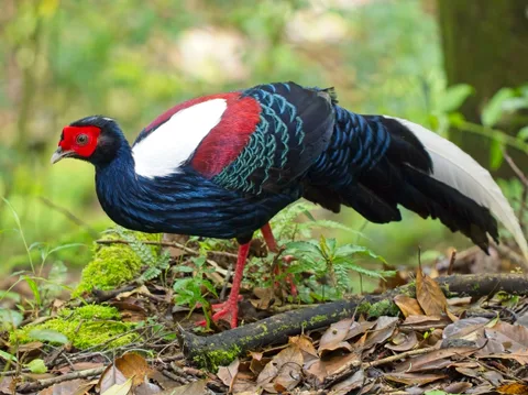 Swinhoe's Pheasant