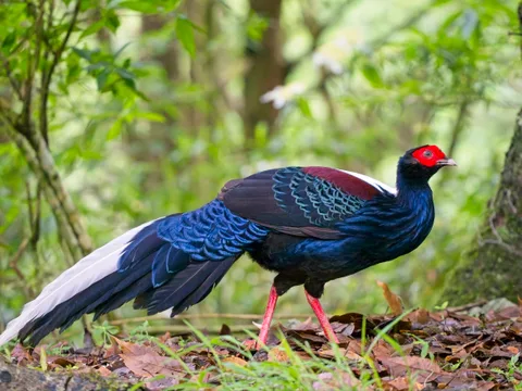 Swinhoe's Pheasant