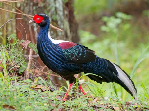 Swinhoe's Pheasant
