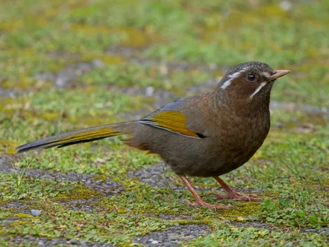 White-whiskered Laughingthrush
