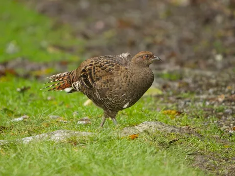 Mikado Pheasant