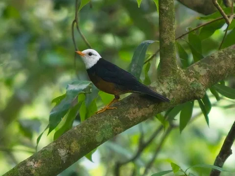 Taiwan Thrush