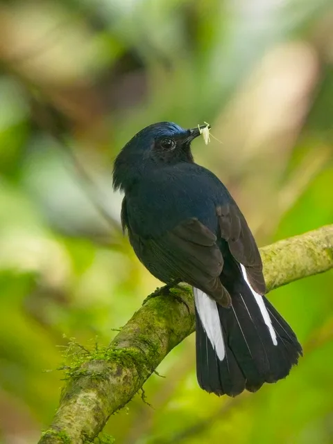 White-tailed Robin