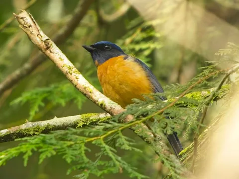 Taiwan Vivid Niltava