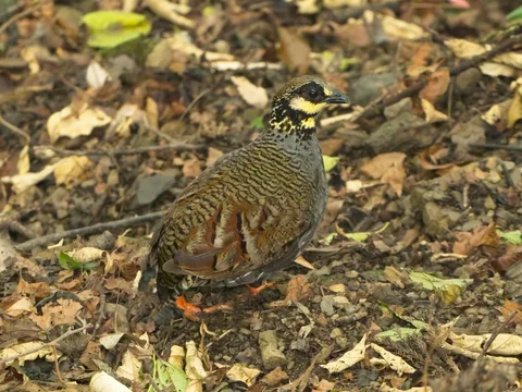 Taiwan Partridge