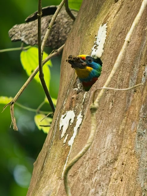Taiwan Barbet