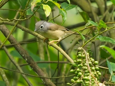 Morrison's Fulvetta (aka Gray-cheeked Fulvetta)