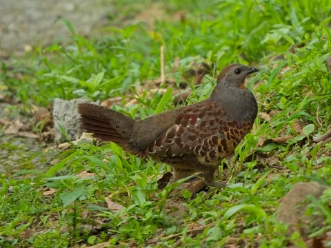Taiwan Bamboo Partridge
