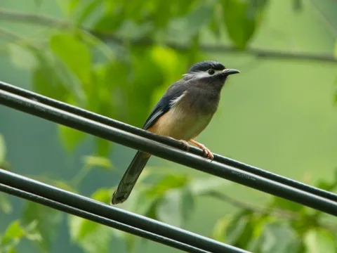White-eared Sibia