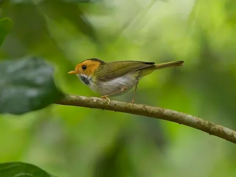 Rufous-faced Warbler