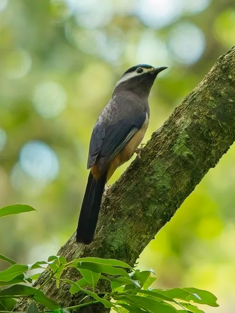 White-eared Sibia