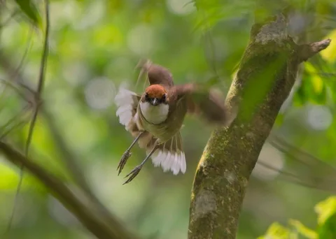 Rufous-crowned Laughingthrush