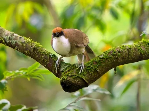 Rufous-crowned Laughingthrush