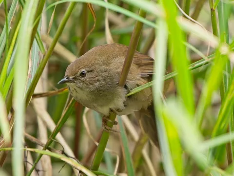 Taiwan Bush Warbler