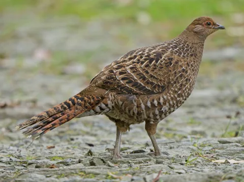Mikado Pheasant