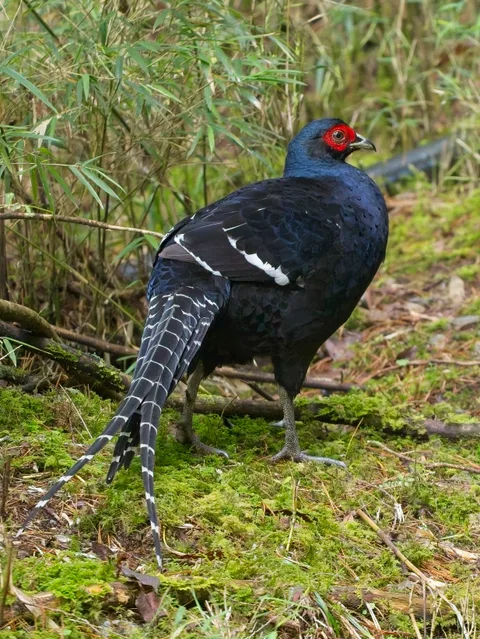 Mikado Pheasant