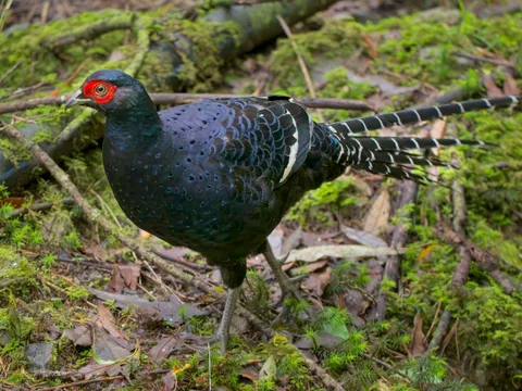 Mikado Pheasant