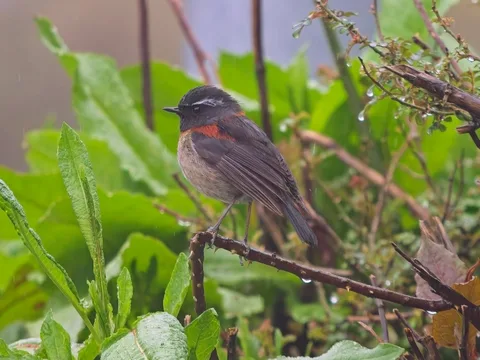 Collared Bush Robin