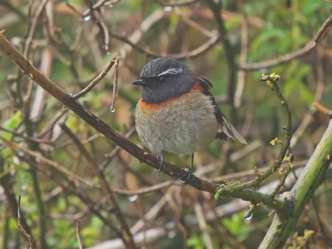Collared Bush Robin