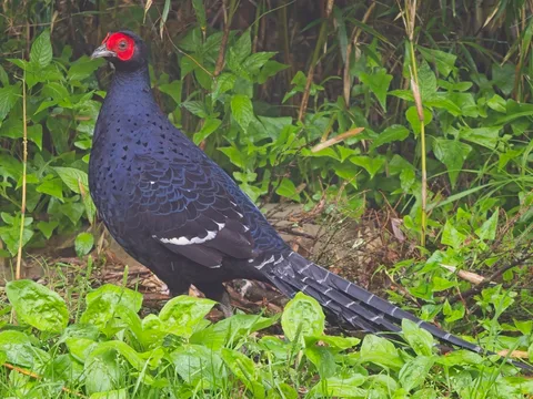 Mikado Pheasant