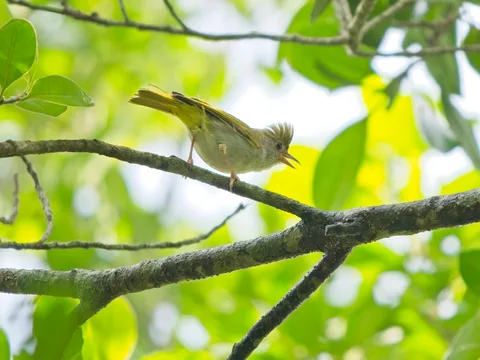 White-bellied Erpornis